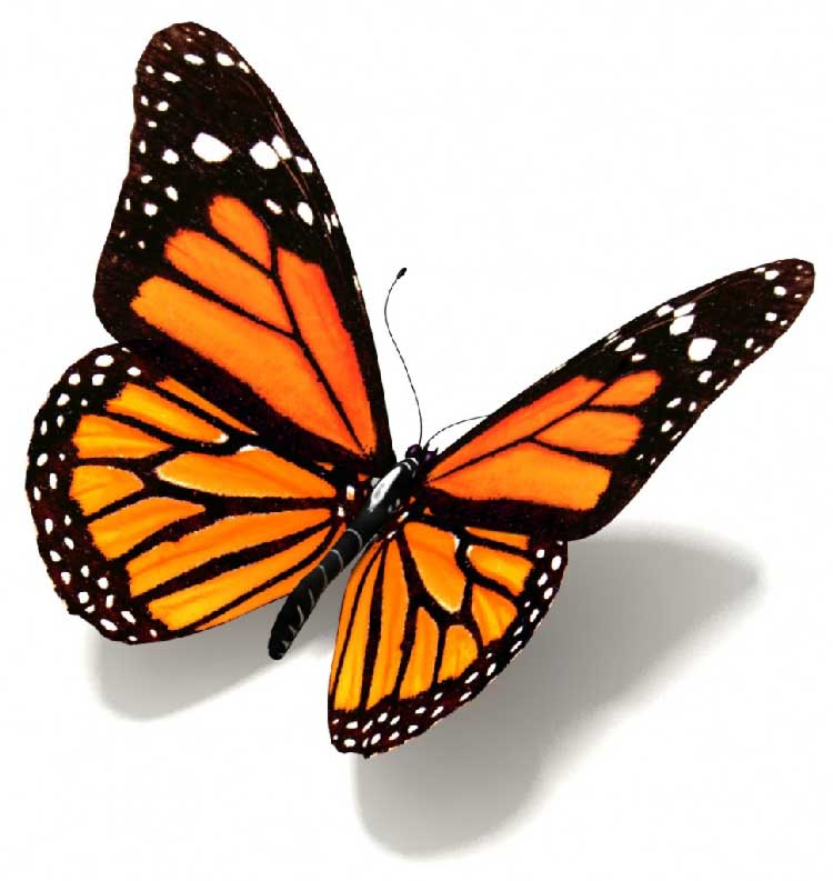 animated monarch butterfly clip art free - photo #26