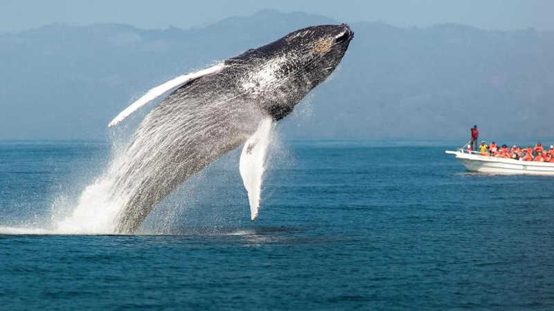 balena